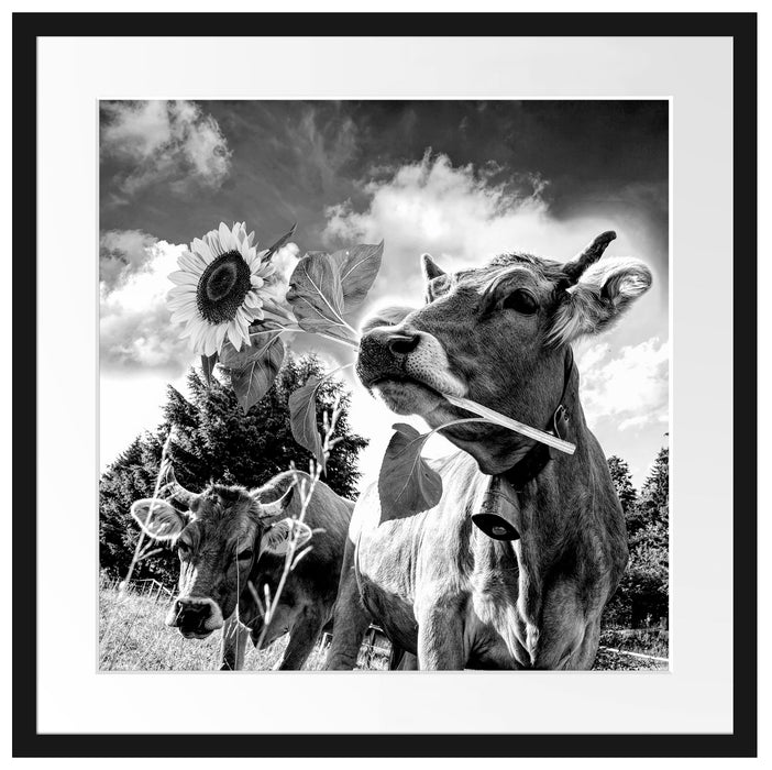 Nahaufnahme Kuh mit Sonnenblume im Maul, Monochrome Passepartout Quadratisch 55