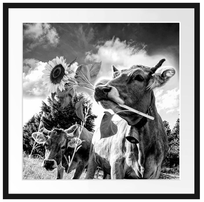 Nahaufnahme Kuh mit Sonnenblume im Maul, Monochrome Passepartout Quadratisch 70