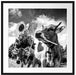 Nahaufnahme Kuh mit Sonnenblume im Maul, Monochrome Passepartout Quadratisch 70