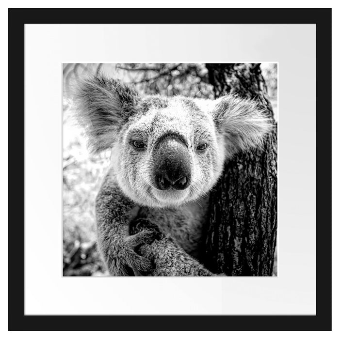 Neugieriger Koala am Baum Nahaufnahme, Monochrome Passepartout Quadratisch 40