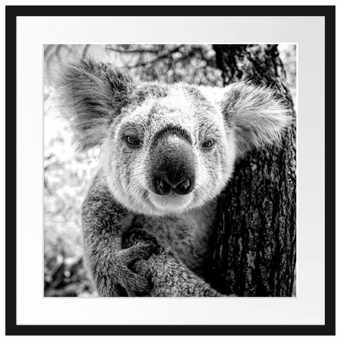 Neugieriger Koala am Baum Nahaufnahme, Monochrome Passepartout Quadratisch 55