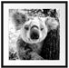 Neugieriger Koala am Baum Nahaufnahme, Monochrome Passepartout Quadratisch 55