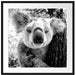 Neugieriger Koala am Baum Nahaufnahme, Monochrome Passepartout Quadratisch 70