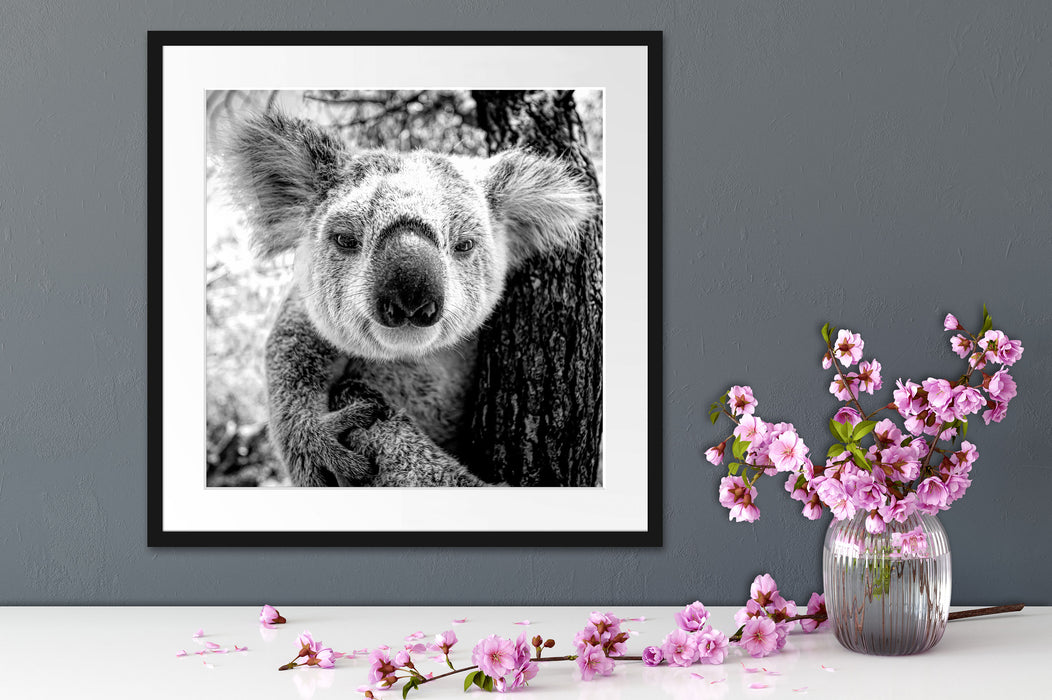 Neugieriger Koala am Baum Nahaufnahme, Monochrome Passepartout Detail Quadratisch