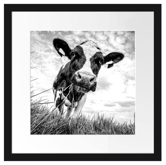 Nahaufnahme Grasende Kuh auf Weide, Monochrome Passepartout Quadratisch 40