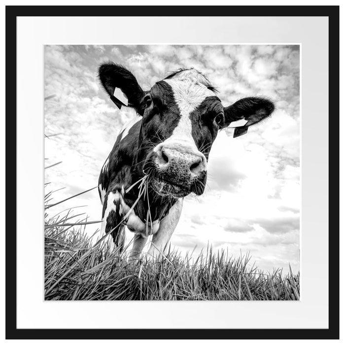 Nahaufnahme Grasende Kuh auf Weide, Monochrome Passepartout Quadratisch 55