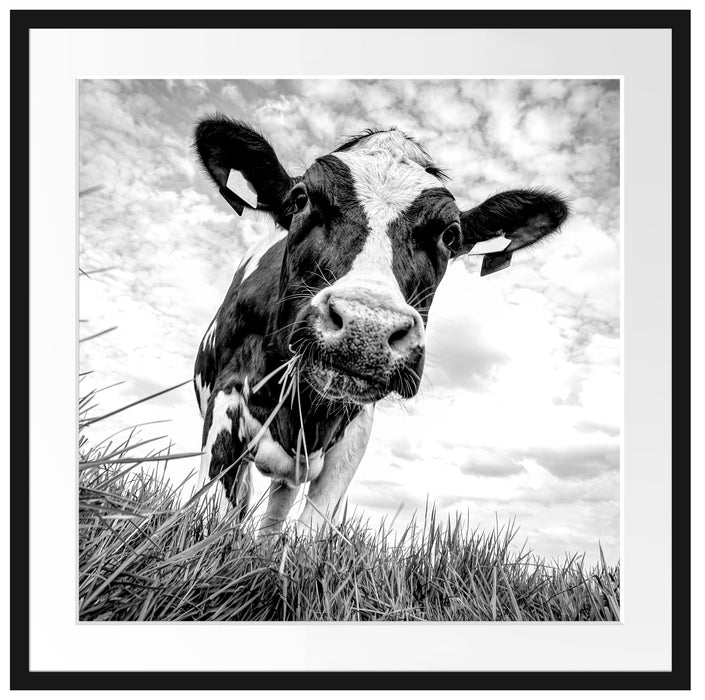 Nahaufnahme Grasende Kuh auf Weide, Monochrome Passepartout Quadratisch 70