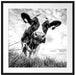 Nahaufnahme Grasende Kuh auf Weide, Monochrome Passepartout Quadratisch 70