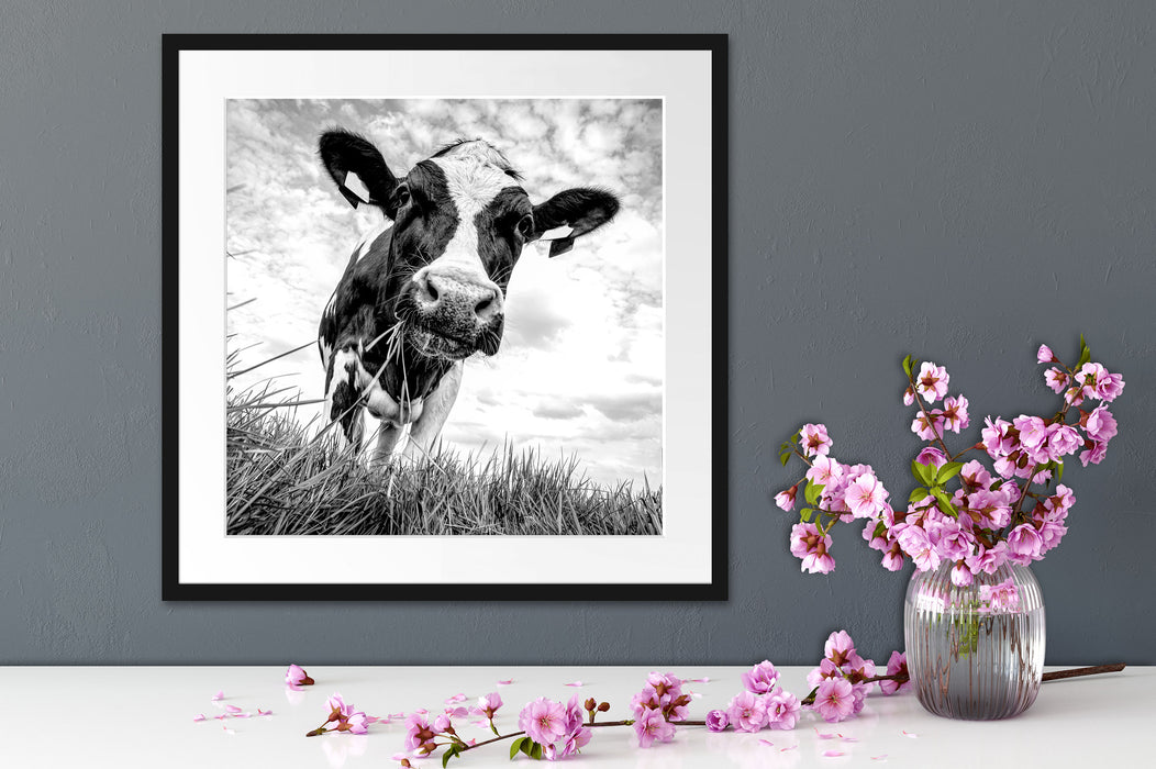 Nahaufnahme Grasende Kuh auf Weide, Monochrome Passepartout Detail Quadratisch