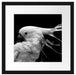 Papagei mit buntem Kamm, Monochrome Passepartout Quadratisch 40