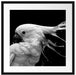 Papagei mit buntem Kamm, Monochrome Passepartout Quadratisch 55