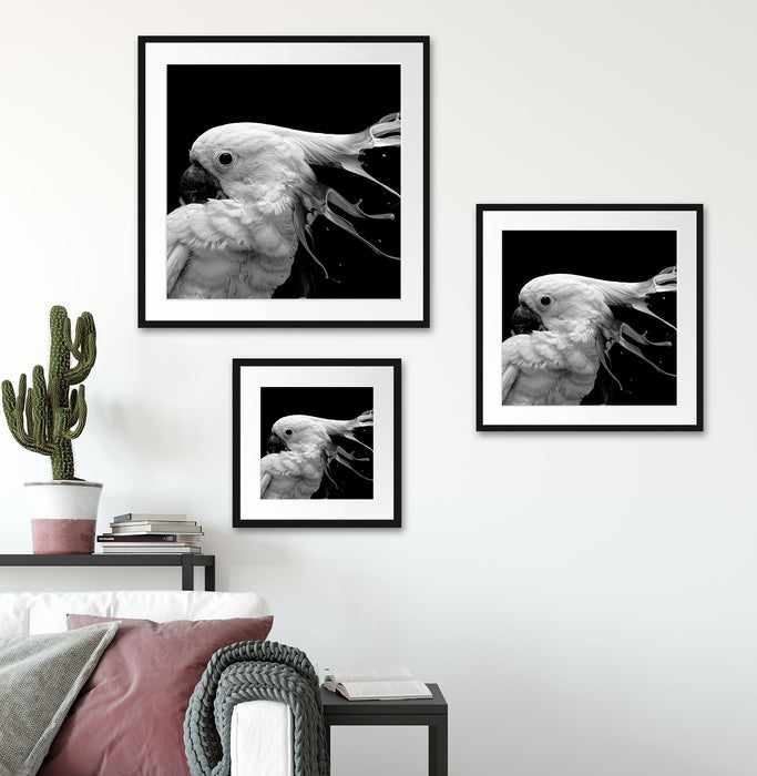 Papagei mit buntem Kamm, Monochrome Passepartout Wohnzimmer Quadratisch