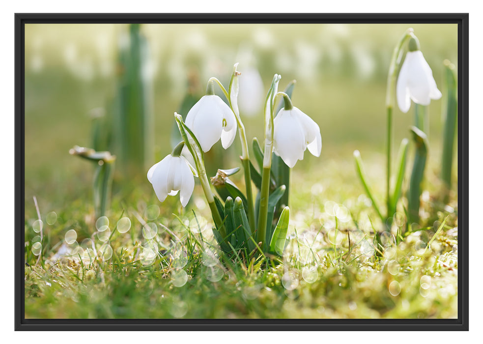 Pixxprint Maiglöckchen, im Schwebe-Effekt Bilderrahmen