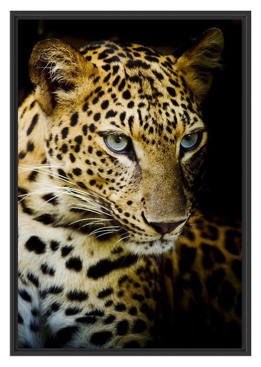 Leopard mit blauen Augen Schattenfugenrahmen 100x70