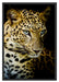Leopard mit blauen Augen Schattenfugenrahmen 100x70