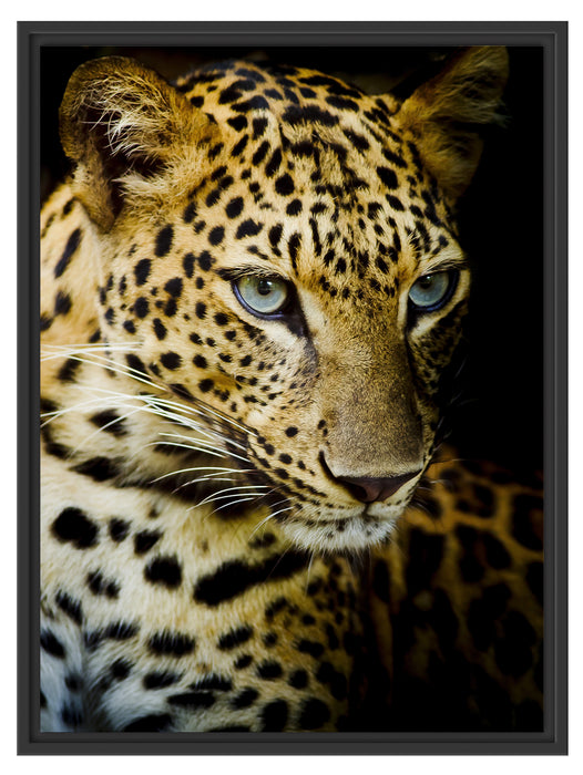 Leopard mit blauen Augen Schattenfugenrahmen 80x60