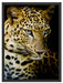 Leopard mit blauen Augen Schattenfugenrahmen 80x60