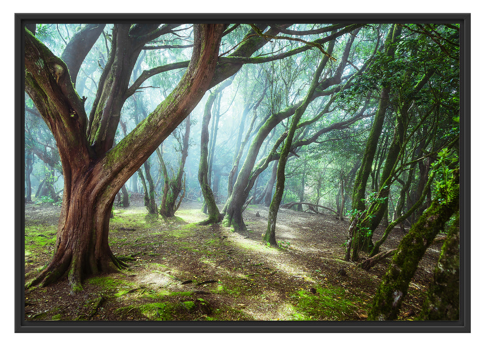 Pixxprint Wald, im Schwebe-Effekt Bilderrahmen