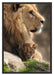 Löwe mit Löwenbaby Schattenfugenrahmen 100x70