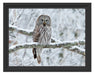 Eule auf Ast Schattenfugenrahmen 38x30