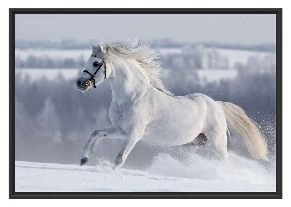 Pixxprint Weißes Pferd auf Schneewiese, im Schwebe-Effekt Bilderrahmen