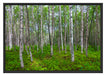 Birkenwald Schattenfugenrahmen 100x70