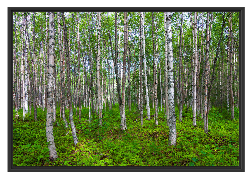 Pixxprint Birkenwald, im Schwebe-Effekt Bilderrahmen