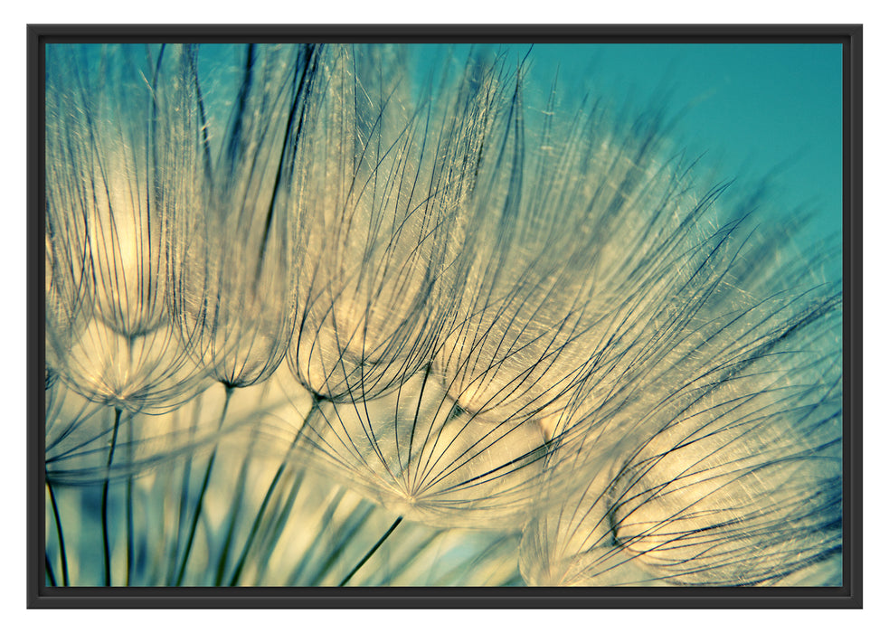 Pixxprint Pusteblumen, im Schwebe-Effekt Bilderrahmen