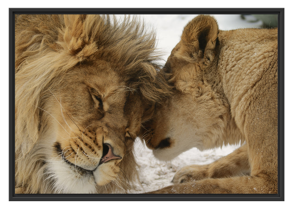 Pixxprint Kuschelnde Löwen, im Schwebe-Effekt Bilderrahmen