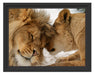 Kuschelnde Löwen Schattenfugenrahmen 38x30