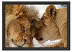 Kuschelnde Löwen Schattenfugenrahmen 55x40