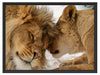 Kuschelnde Löwen Schattenfugenrahmen 80x60