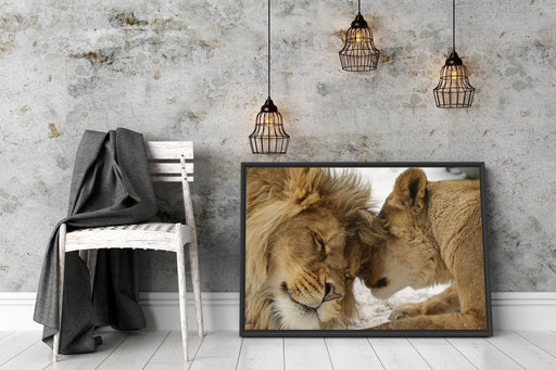 Kuschelnde Löwen Schattenfugenrahmen Wohnzimmer