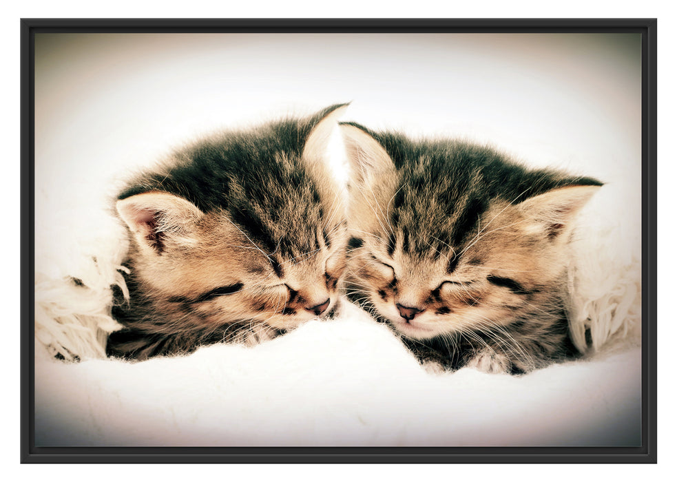 Pixxprint Katzen Herzform, im Schwebe-Effekt Bilderrahmen