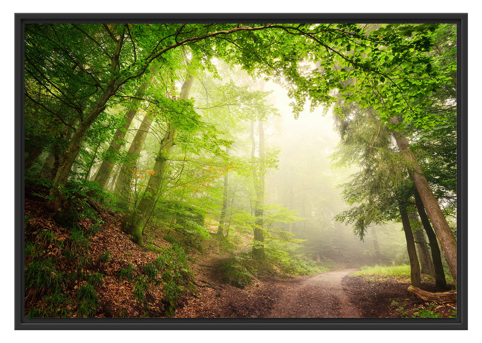 Pixxprint Sonnenstrahlen Waldweg, im Schwebe-Effekt Bilderrahmen