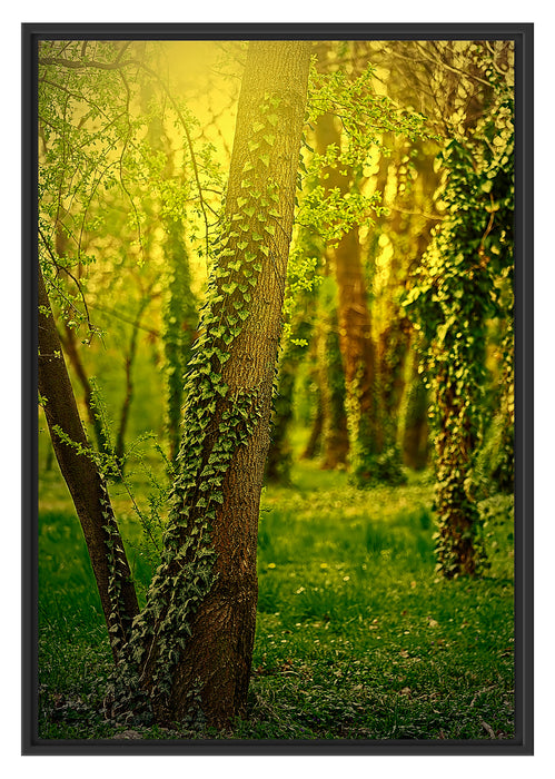 Pixxprint Bäume und Efeu, im Schwebe-Effekt Bilderrahmen
