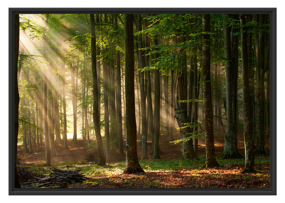 Pixxprint Bäume im Licht, im Schwebe-Effekt Bilderrahmen