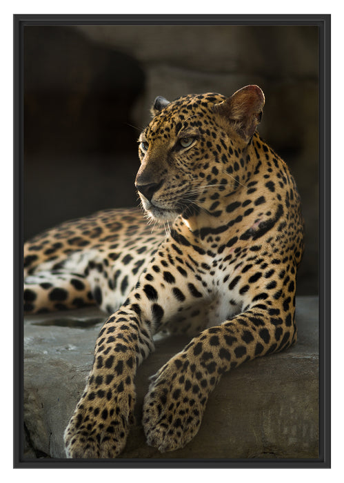 Pixxprint Majestäischer Leopard, im Schwebe-Effekt Bilderrahmen