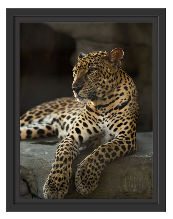 Majestäischer Leopard Schattenfugenrahmen 38x30