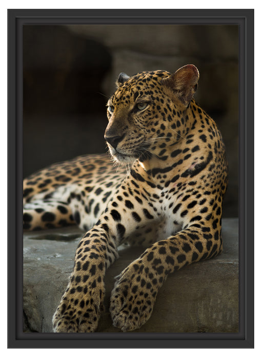 Majestäischer Leopard Schattenfugenrahmen 55x40