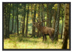 Hirsch im Wald Schattenfugenrahmen 100x70