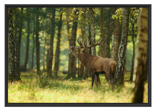 Hirsch im Wald Schattenfugenrahmen 100x70