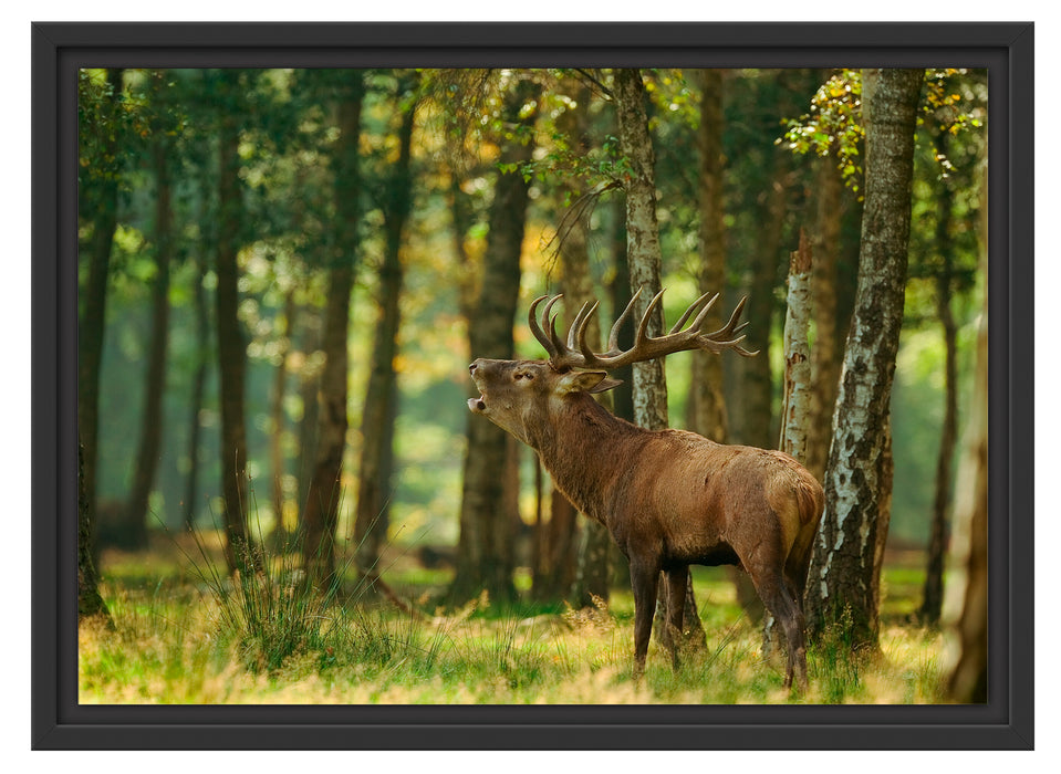 Hirsch im Wald Schattenfugenrahmen 55x40