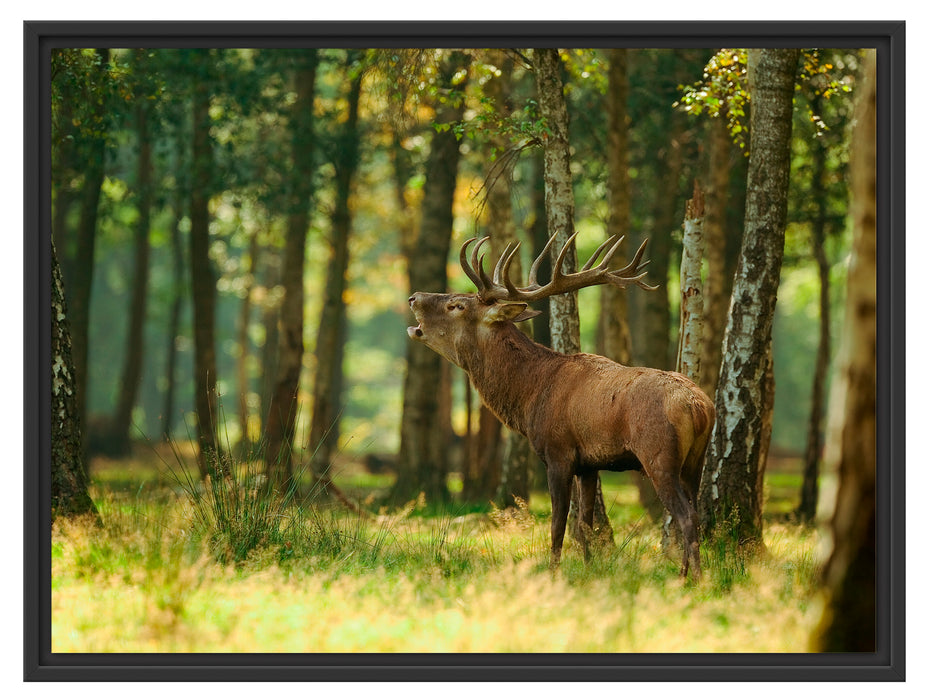 Hirsch im Wald Schattenfugenrahmen 80x60