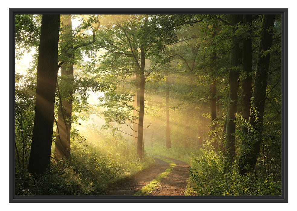 Pixxprint Waldweg, im Schwebe-Effekt Bilderrahmen