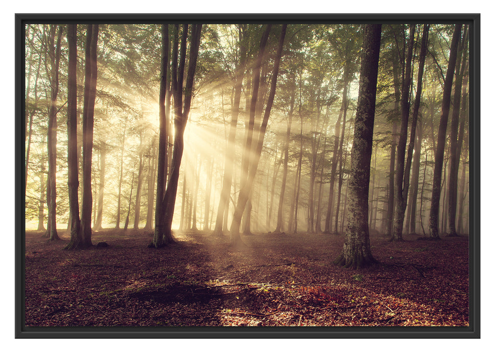 Pixxprint Waldlichtung im Sonnenschein, im Schwebe-Effekt Bilderrahmen