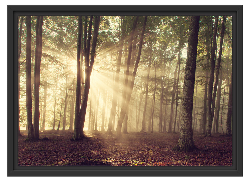 Waldlichtung im Sonnenschein Schattenfugenrahmen 55x40