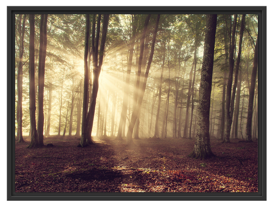 Waldlichtung im Sonnenschein Schattenfugenrahmen 80x60