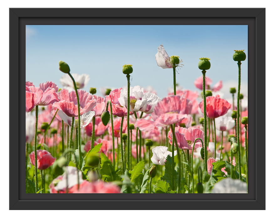 Blumenwiese Mohnblumen Schattenfugenrahmen 38x30