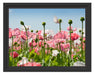 Blumenwiese Mohnblumen Schattenfugenrahmen 38x30